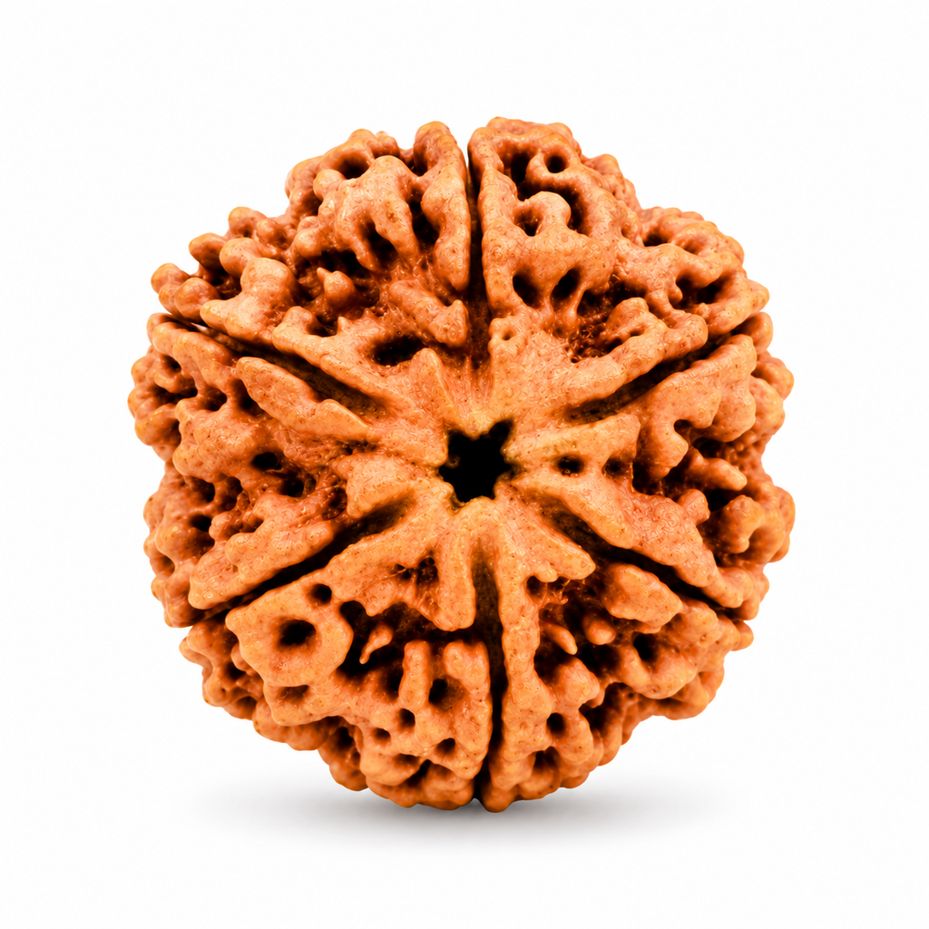 6 Mukhi Nepali Rudraksha