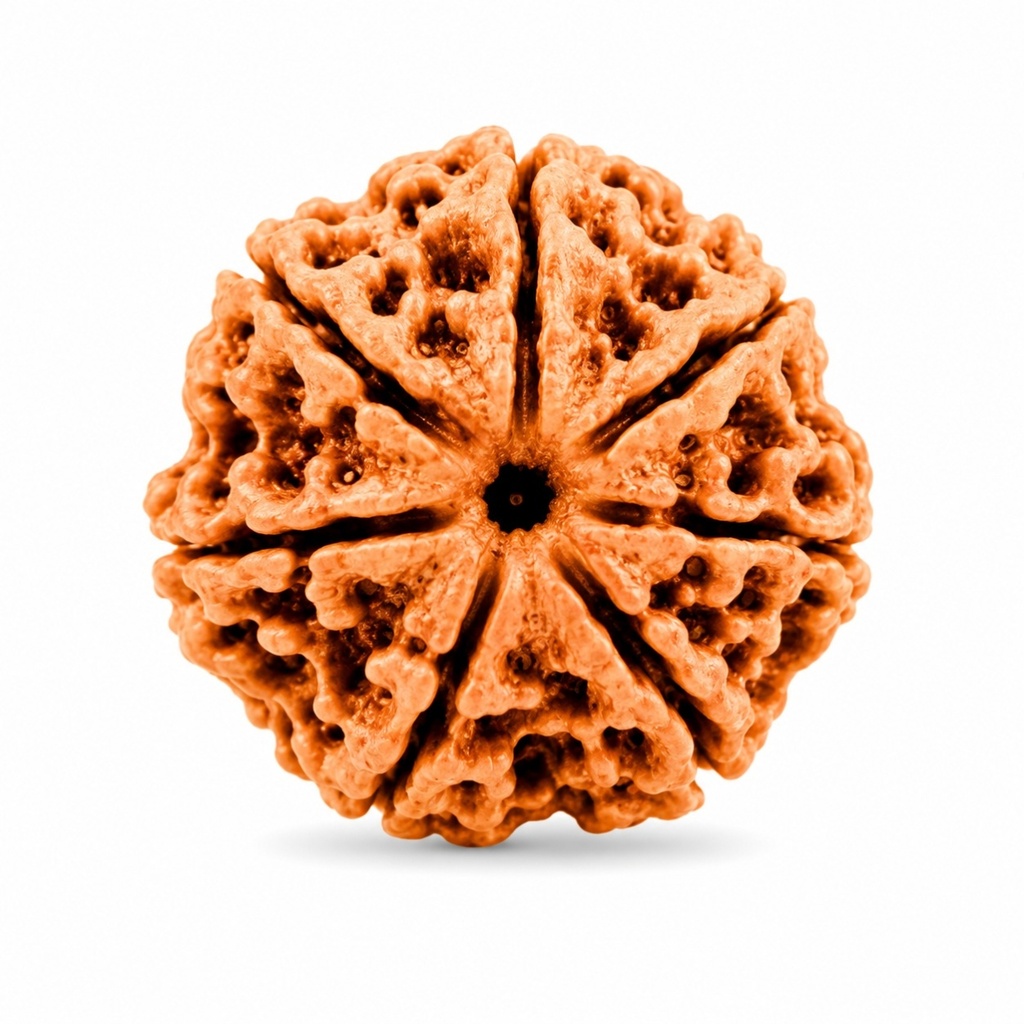 7 Mukhi Nepali Rudraksha