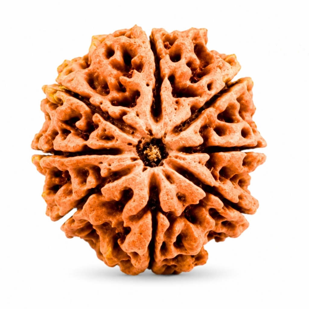 8 Mukhi Nepali Rudraksha