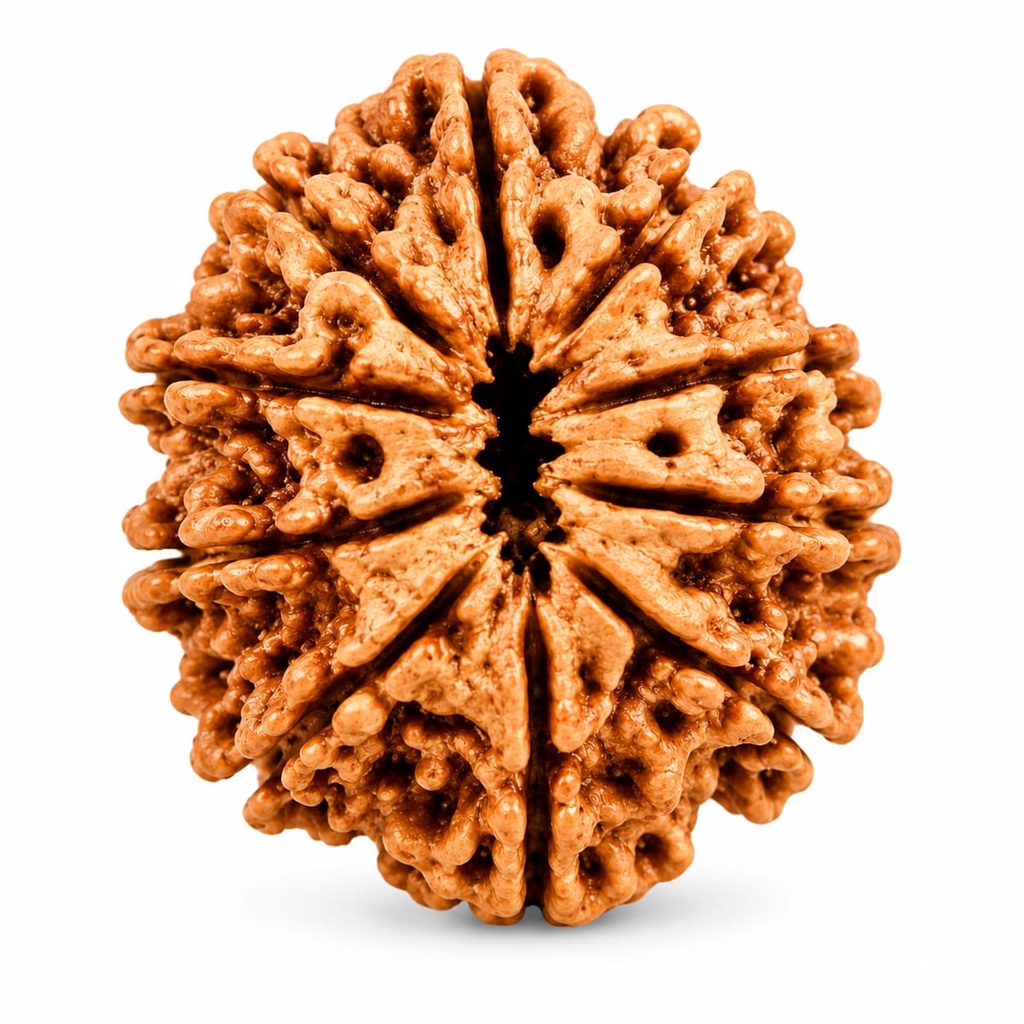 10 Mukhi Nepali Rudraksha