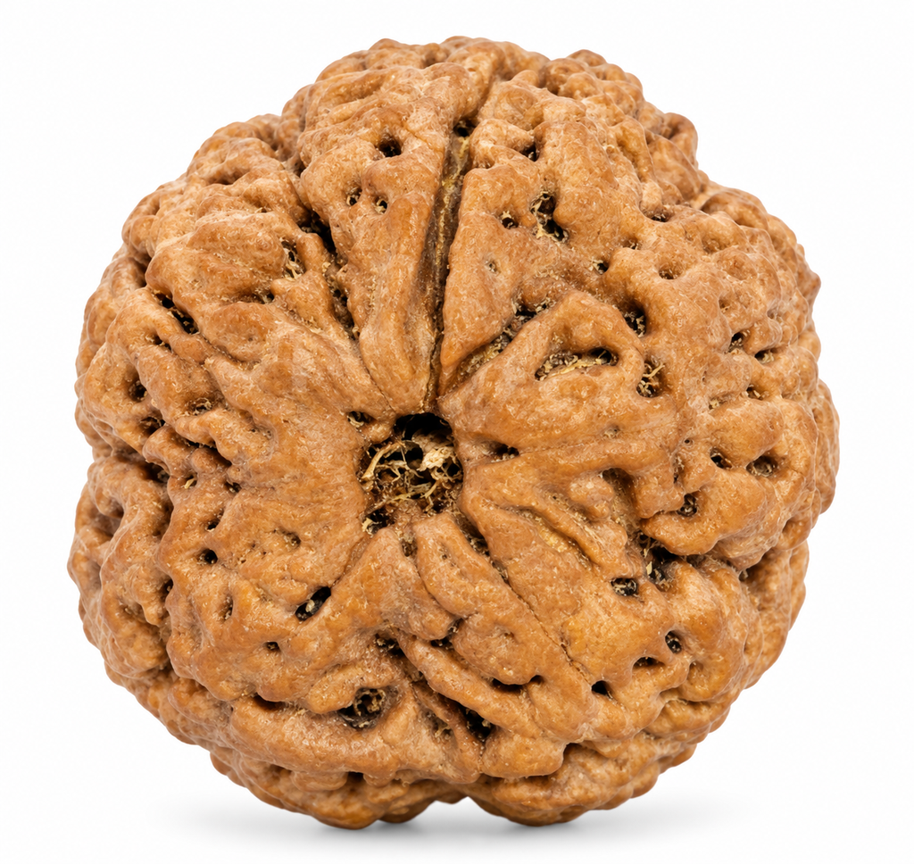 1 Mukhi Nepali Rudraksha