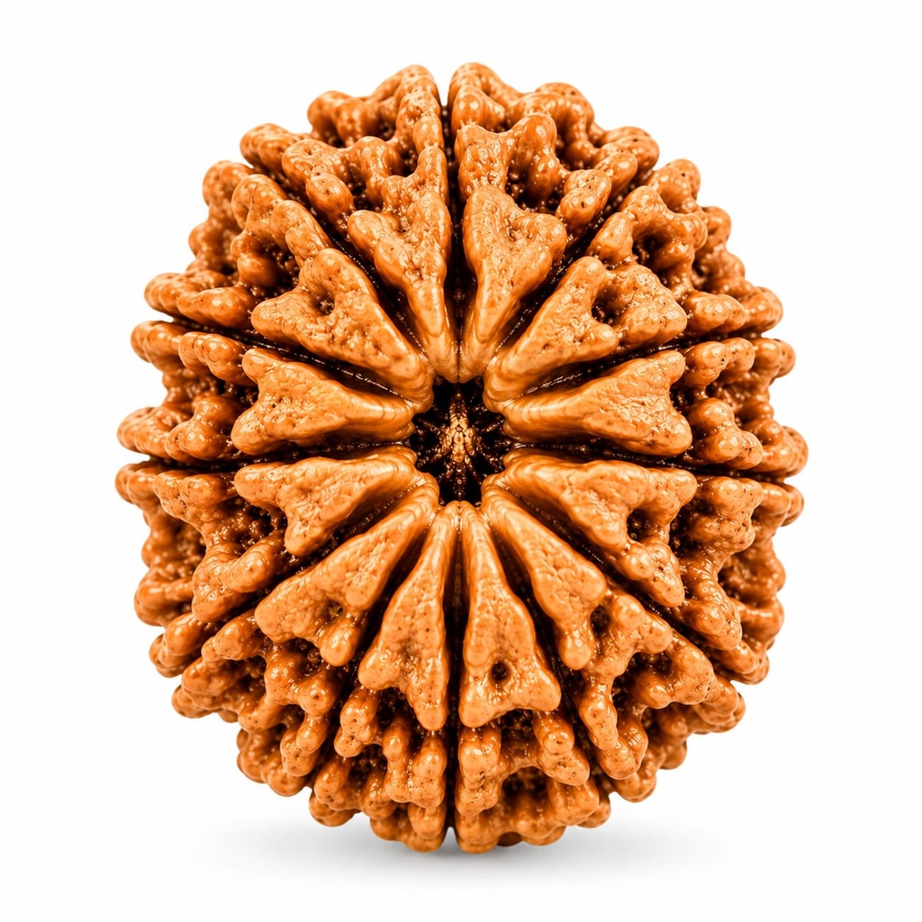 11 Mukhi Nepali Rudraksha