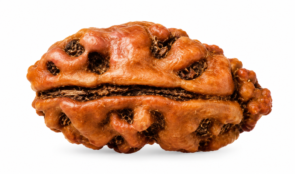1 Mukhi Indonesian Rudraksha