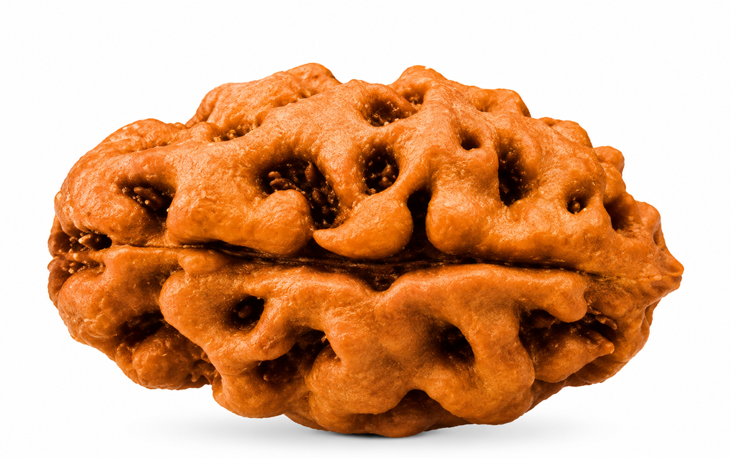 2 Mukhi Indonesian Rudraksha