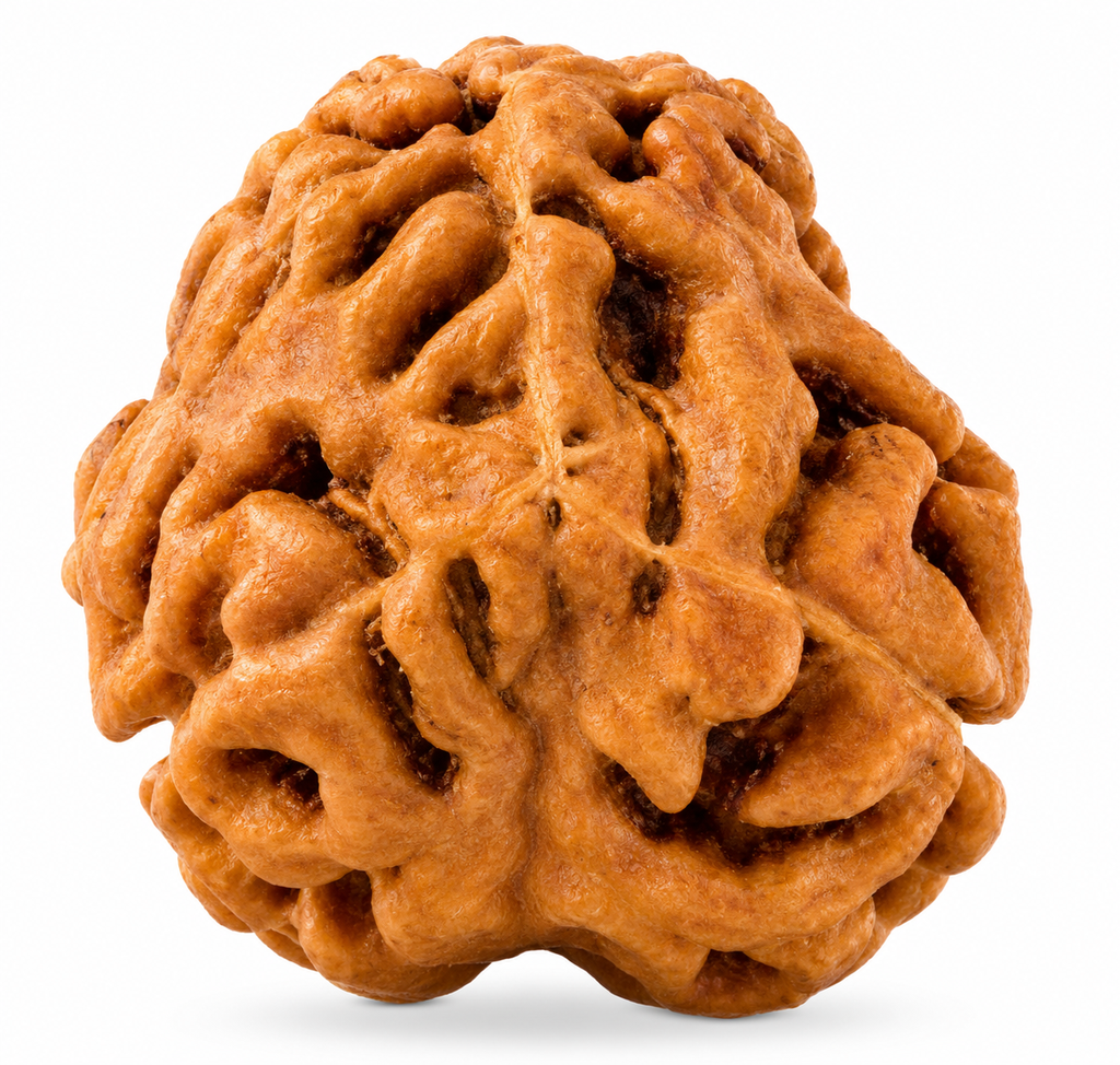3 Mukhi Indonesian Rudraksha