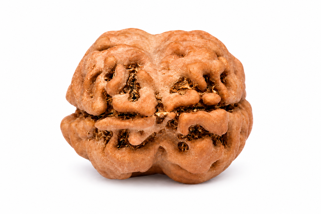 2 Mukhi Nepali Rudraksha